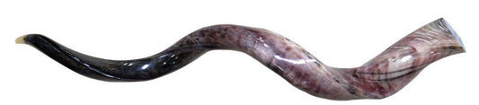 Polished Kudu Horn African Antelope Polished Outer Horn XXL