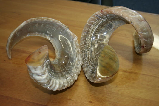 1 Polished Marino Ram Horn - Sheep Horns