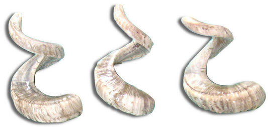 1 Polished Marino Ram Horn - Sheep Horns