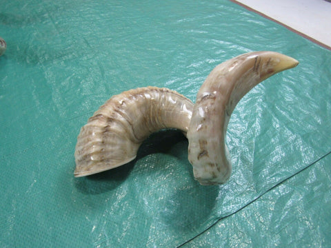 1 corne de bélier Marino polie - Cornes de mouton