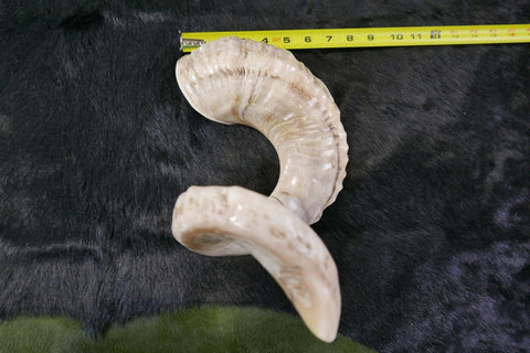 1 corne de bélier Marino polie - Cornes de mouton