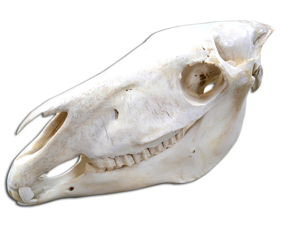 Real Zebra Skull