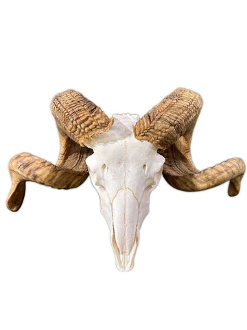 Ram Skull #1 - Real Marino Ram Horns and Skull - Approx Size: 14LX20WX8D inches - Made for Wall Hanging with Metal Bracket on Horns