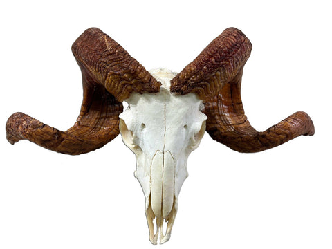 Ram Skull #2- Real Marino Ram Horns and Skull - Approx Size: 14LX23WX7D inches - Made for Wall Hanging with Metal Bracket on Horns