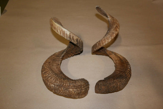 Real Ram Horn from Marino Sheep