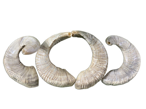 1 Polished Ram Horn Shofar (Sizes vary - nice one can be around 22" around curve)