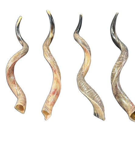 Kudu Horn Shofar Trumpet, African Antelope Shofar Size XL (Half Polished Half Oiled) - X LARGE Size: Approx. 33" (measured straight)