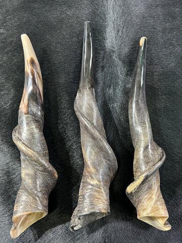 Eland Horn Shofar, Semi Polished Eland Shofar, Antelope Horn Shofar Sizes vary - nice one can be a 23" long