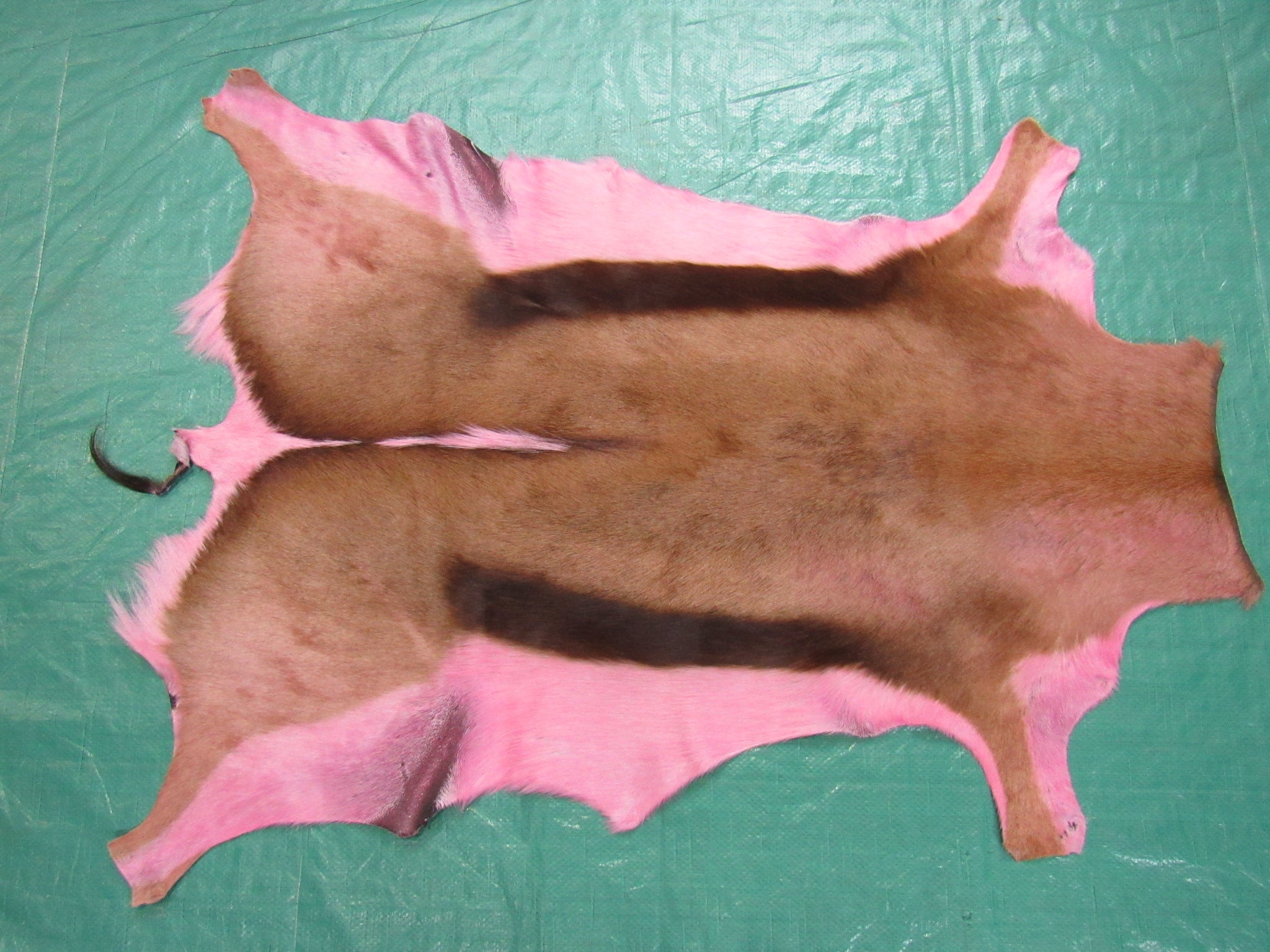 Dyed Rose Pink Springbok Skin – Cowhides USA