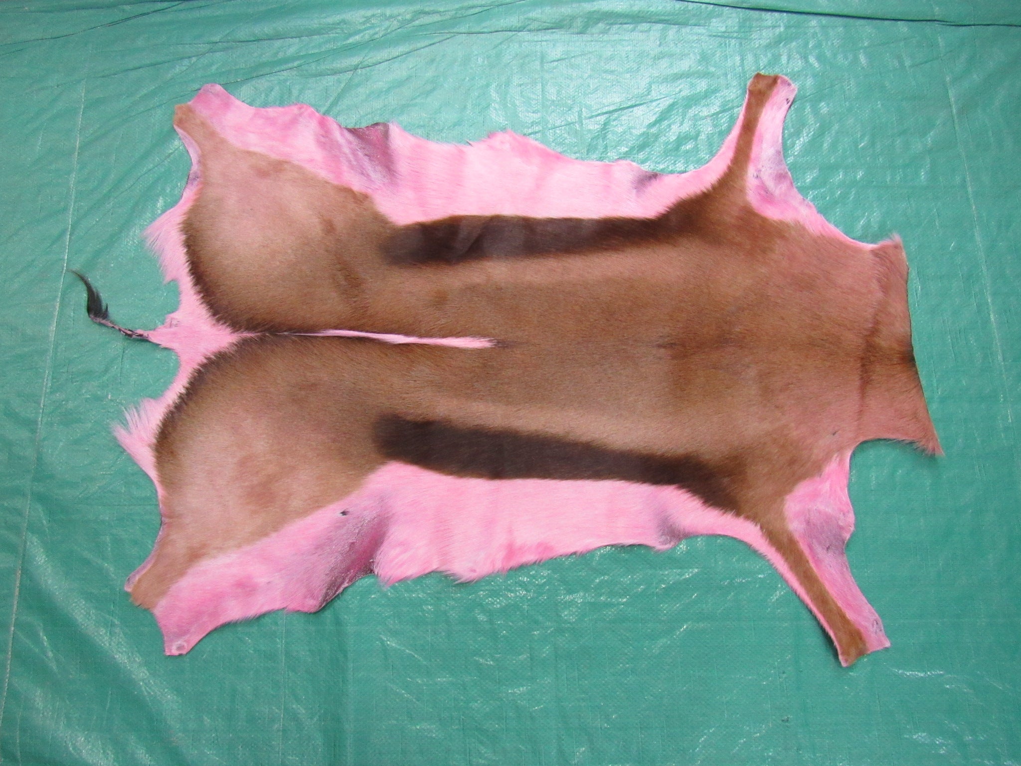 Dyed Rose Pink Springbok Skin – Cowhides USA