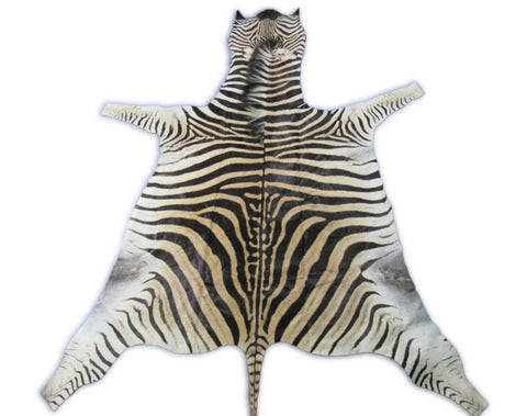 Real Zebra Skin Rug BIG Size: 7.5x6.5 feet NEW Burchell's Hide Zebra Rug #131