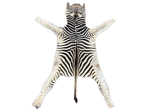 Real Zebra Skin Rug - Size 45X22" - New MINI Baby Burchell's Zebra Hide #135