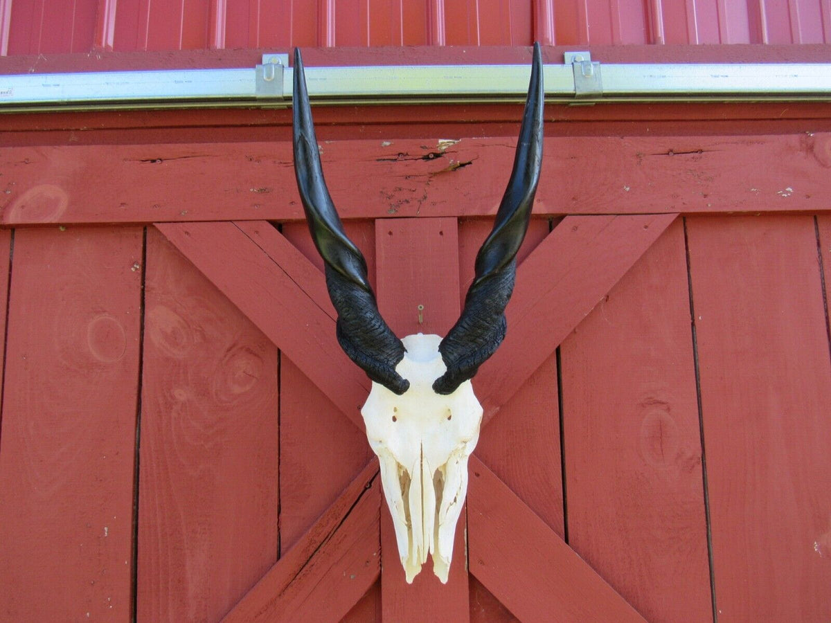 Real Eland Skull African Antelope Huge Horns FULL Skull Horns are 23" and 21"