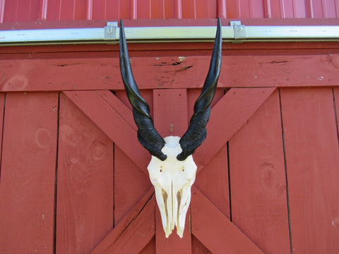 Real Eland Skull African Antelope Huge Horns FULL Skull Horns are 23" and 21"