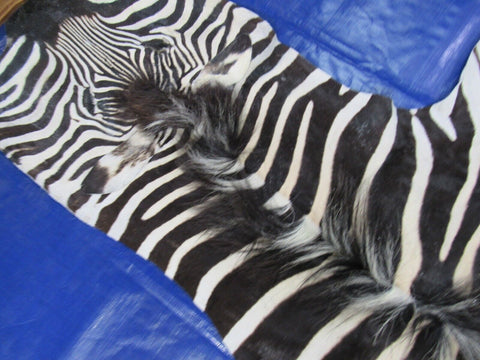 Real Zebra Skin Rug HUGE Size: 8x7 feet NEW Burchell's Hide Zebra Rug #130