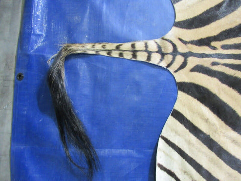 Real Zebra Skin Rug BIG Size: 7.5x6.5 feet NEW Burchell's Hide Zebra Rug #131