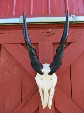 Real Eland Skull African Antelope Huge Horns FULL Skull Horns are 23" and 21"