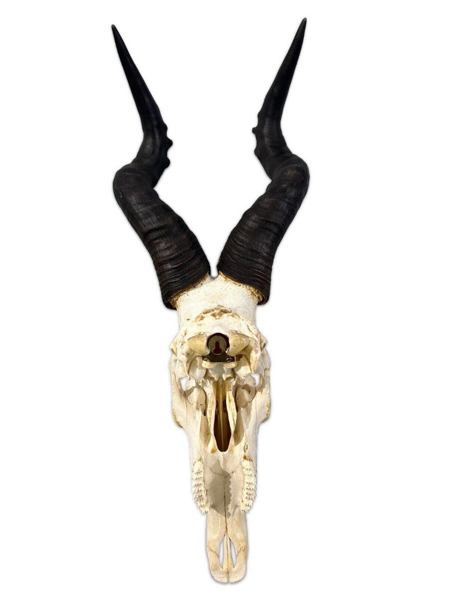 Deer Skull Real Hartebeest Skull /Antelope Horns TAXIDERMY ANIMAL SKULL/ Red Hartebeest Skull