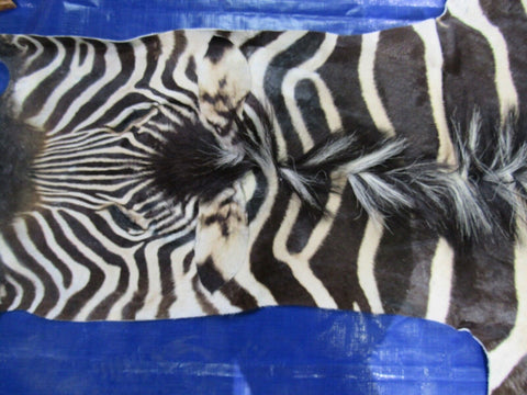 Real Zebra Skin Rug Size: 7.3x6.5 feet NEW Burchell's Hide Zebra Rug #129