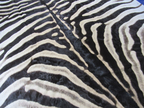 Real Zebra Skin Rug HUGE Size: 8x7 feet NEW Burchell's Hide Zebra Rug #130