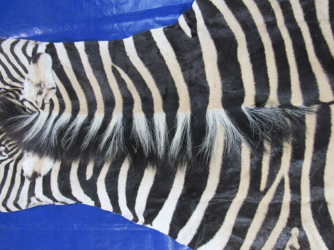 Real Zebra Skin Rug BIG Size: 7.5x6.5 feet NEW Burchell's Hide Zebra Rug #131
