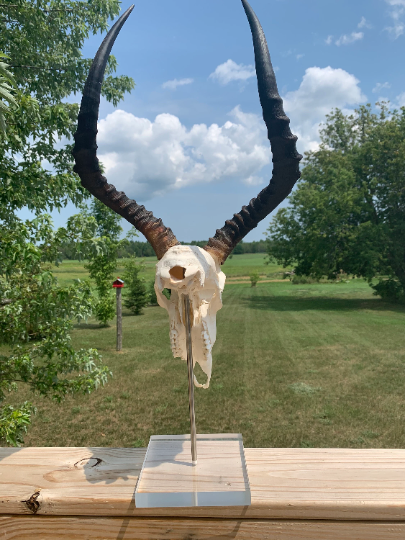 Real Impala Skull on Acrylic Stand African Antelope Horns - Genuine Deer Skull