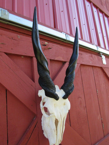 Real Eland Skull African Antelope Huge Horns FULL Skull Horns are 23" and 21"