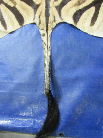 Real Zebra Skin Rug Size: 7.3x6.5 feet NEW Burchell's Hide Zebra Rug #129