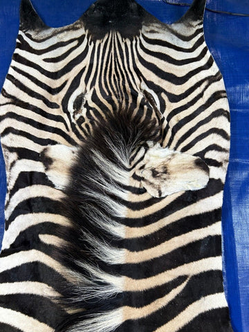 Real Zebra Skin Rug BIG Size: 7.5x6.3 feet NEW Burchell's Hide Zebra Rug #136