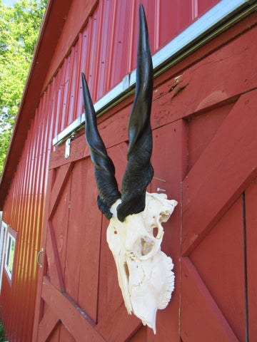 Real Eland Skull African Antelope Huge Horns FULL Skull Horns are 23" and 21"