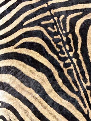 Real Zebra Skin Rug BIG Size: 7.5x6.3 feet NEW Burchell's Hide Zebra Rug #136