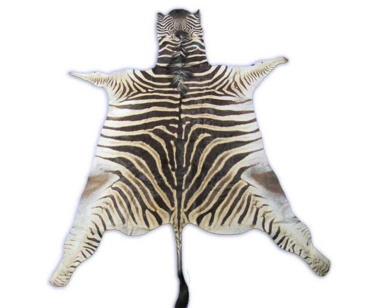 Real Zebra Skin Rug Size: 7.3x6.5 feet NEW Burchell's Hide Zebra Rug #129