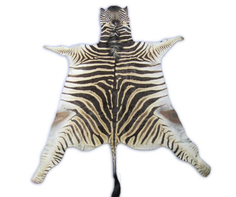 Real Zebra Skin Rug Size: 7.3x6.5 feet NEW Burchell's Hide Zebra Rug #129