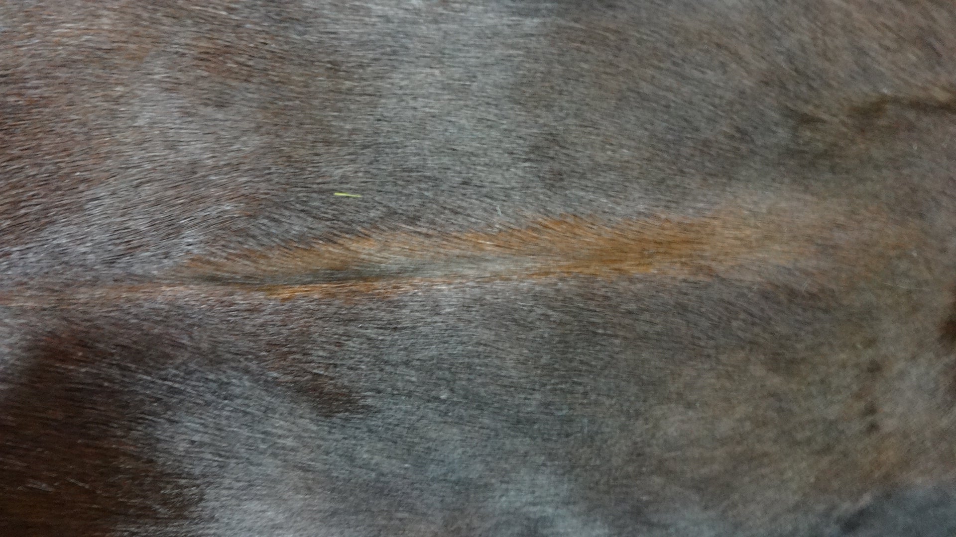 Dyed Sandalwood Springbok Skins Large from Africa Antelope Hide