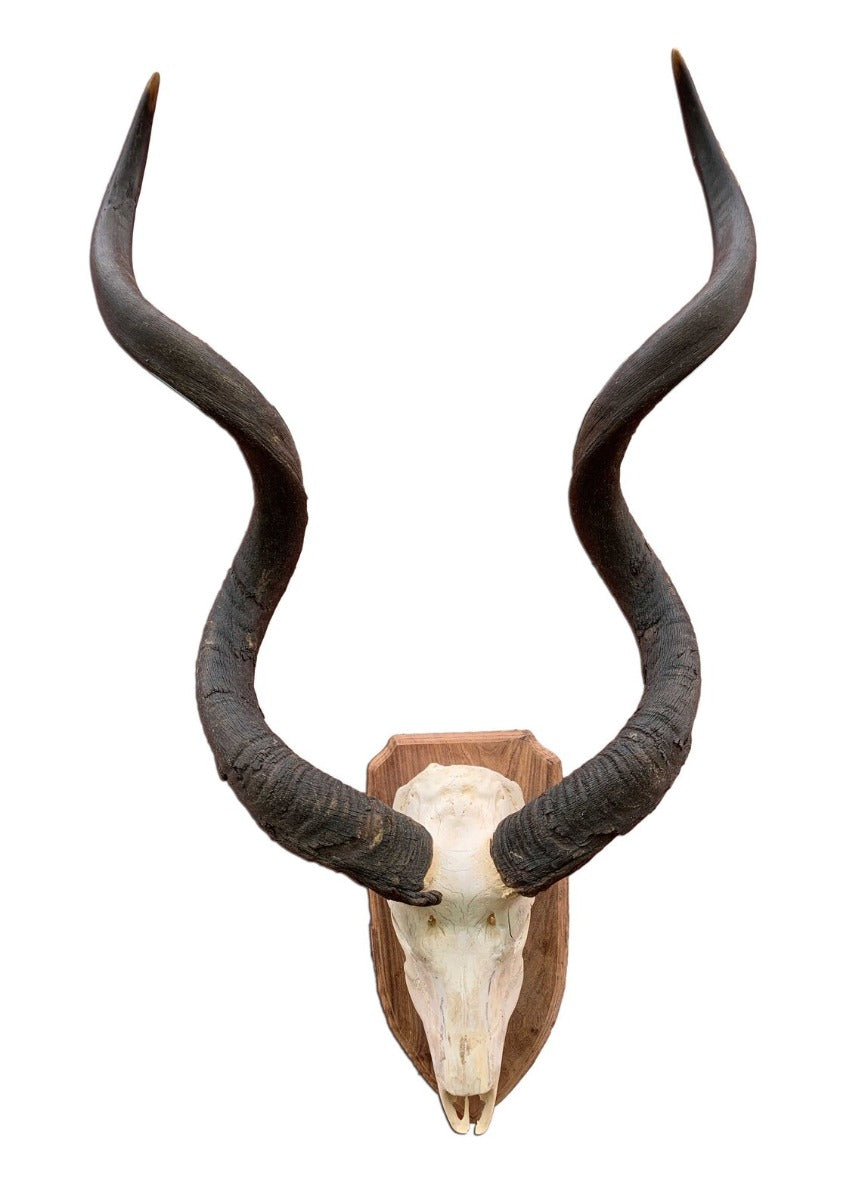 Huge Real Kudu Skull African Antelope Horn + Skull (Huge horns are around 35 inches measured straight)