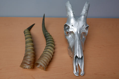 Real Blesbok Skull Silver Spray Painted with metal bracket African Antelope Horns