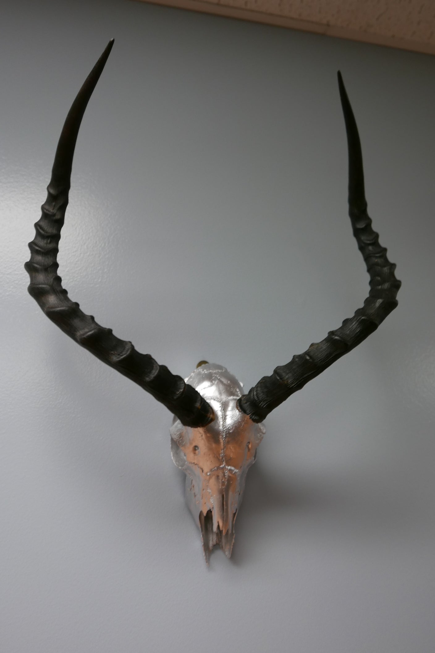 Real Impala Skull Silver Spray Painted African Antelope Horns/Antelope Skull