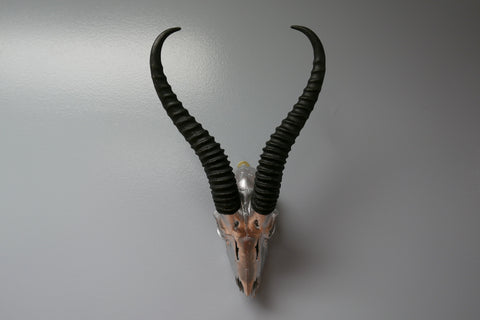 Real Springbok Skull Silver Spray Painted African Antelope Horns/Antelope Skull