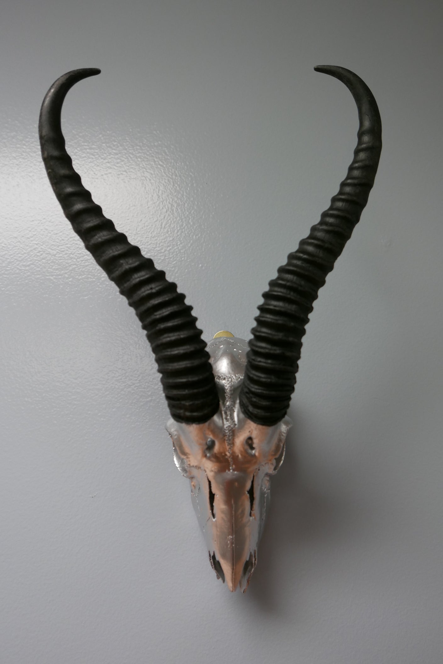 Springbok Complete Skeleton Springbok skull – Cowhides USA