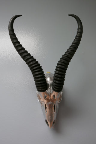 Real Springbok Skull Silver Spray Painted African Antelope Horns/Antelope Skull