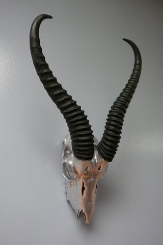Real Springbok Skull Silver Spray Painted African Antelope Horns/Antelope Skull