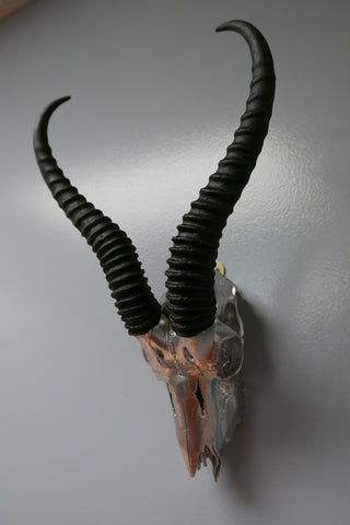 Real Springbok Skull Silver Spray Painted African Antelope Horns/Antelope Skull