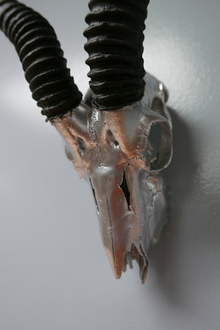 Real Springbok Skull Silver Spray Painted African Antelope Horns/Antelope Skull