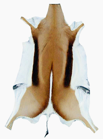 Natural XX Large African SPRINGBOK Skins African antelope hides (approx 39"X22")