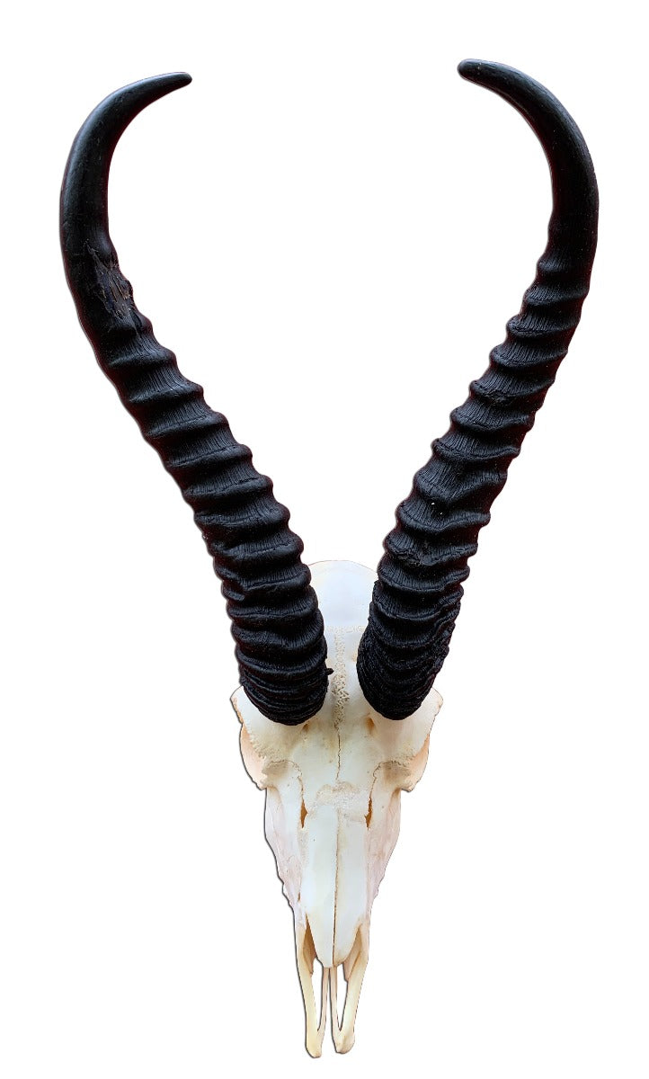 Springbok Skull - Real African Antelope Skull Average Size: 15HX9WX5D inches