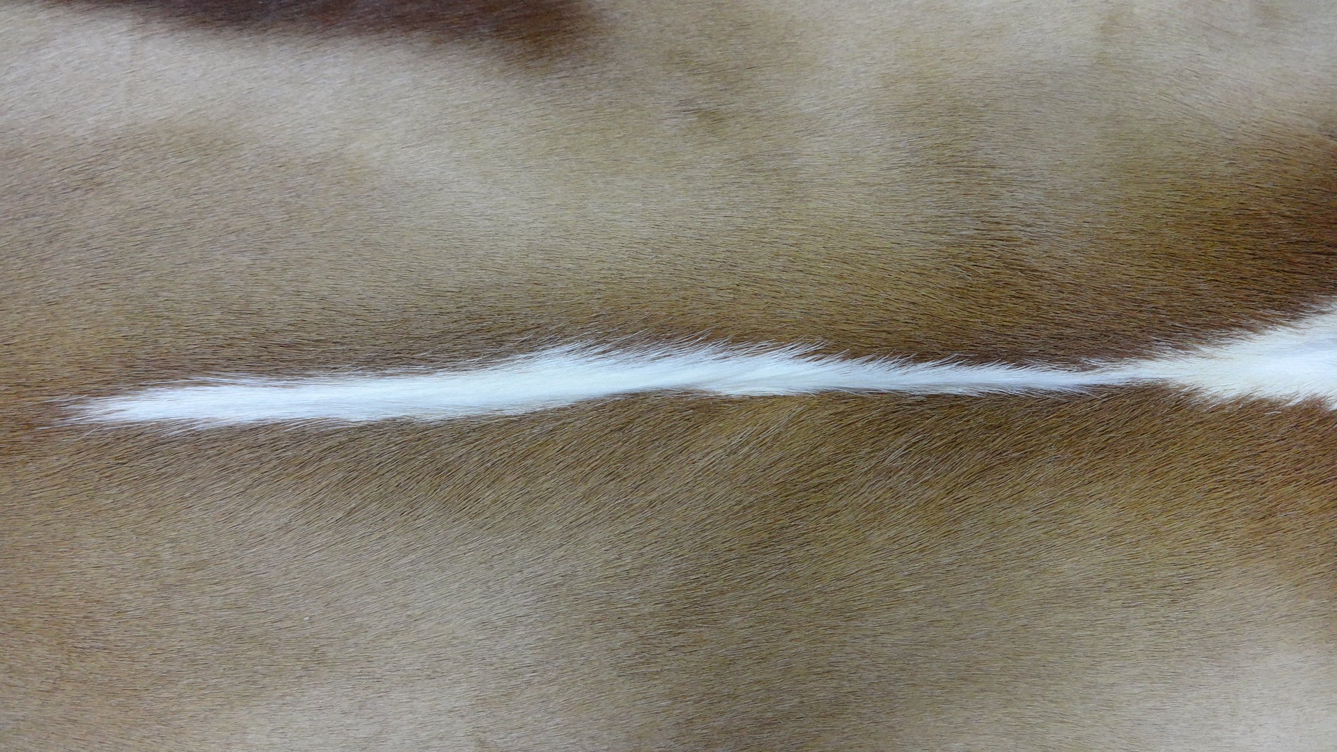 Springbok Rugstring Springbok Skin XXXL – Cowhides USA