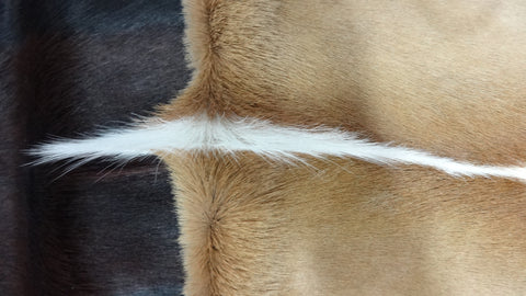 Natural XX Large African SPRINGBOK Skins African antelope hides (approx 39"X22")