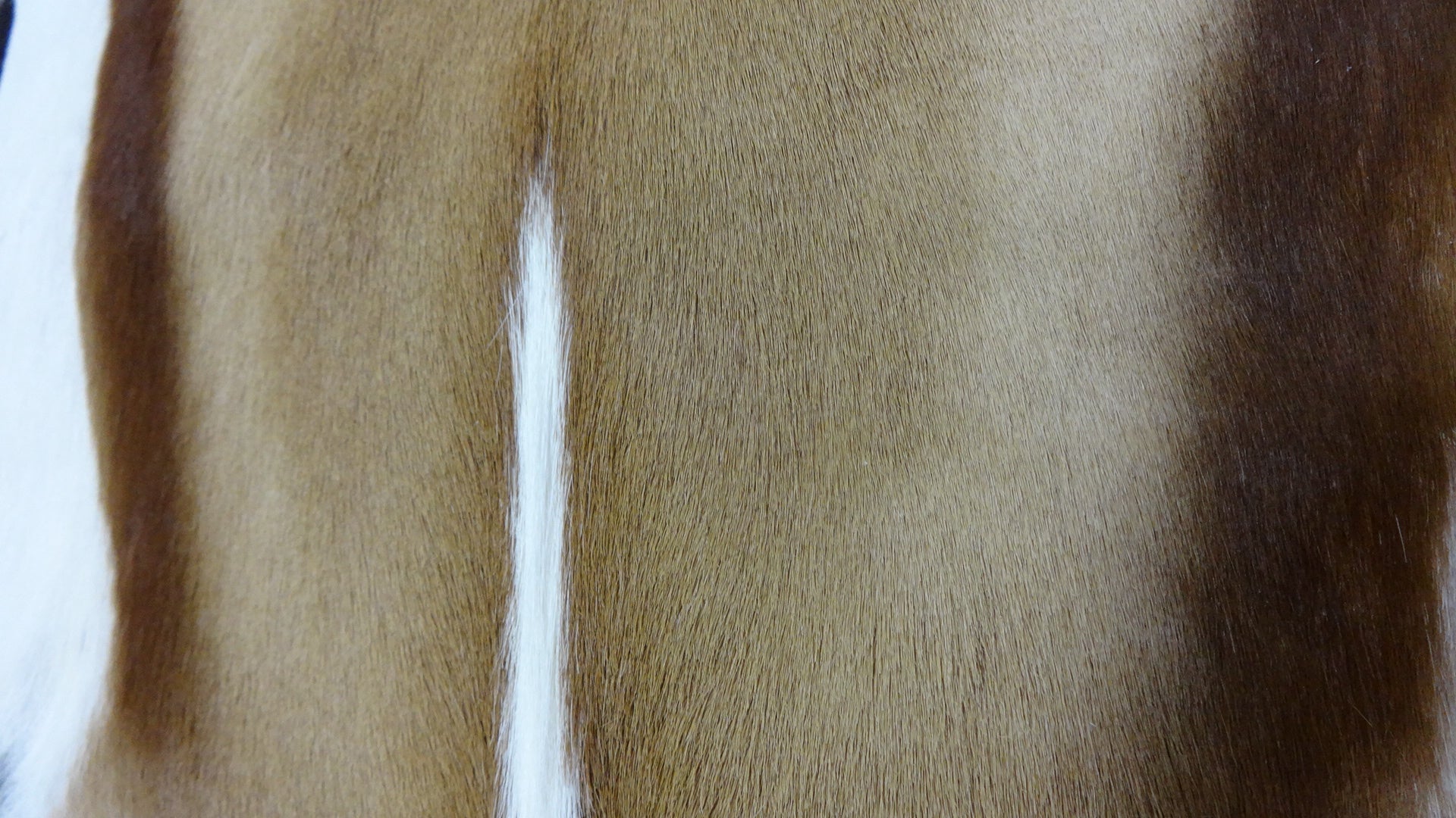 Springbok Rugstring Springbok Skin XXXL – Cowhides USA