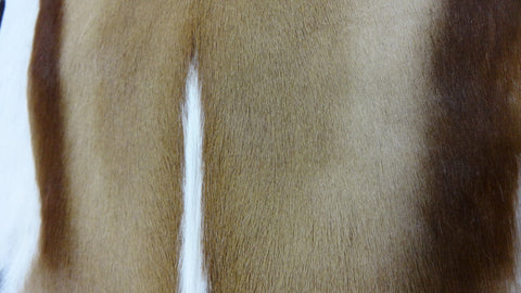 Natural XXXLarge African SPRINGBOK Skin African antelope Approx. Size: 43" X 24"