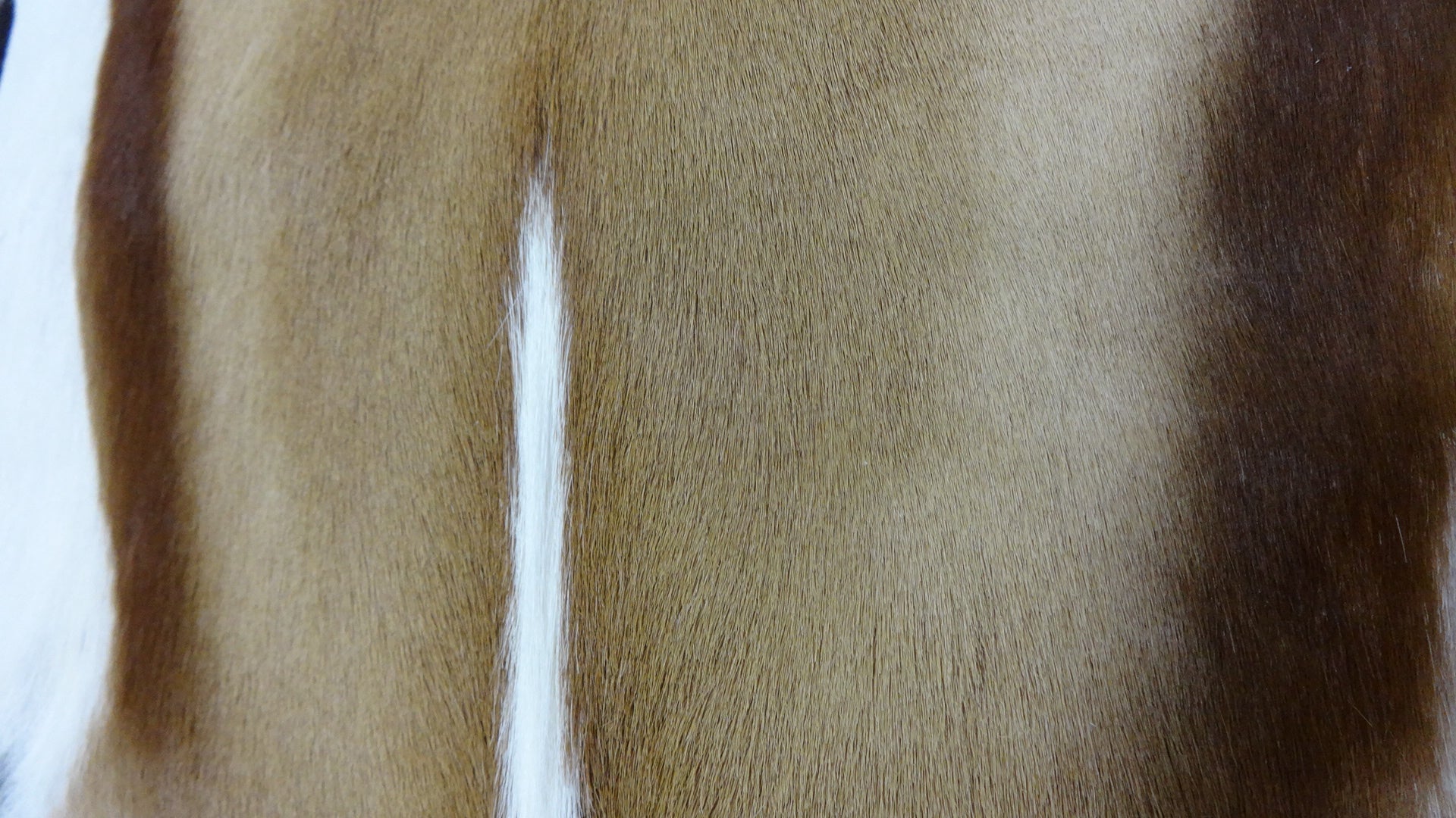 Springbok Skin - Natural Antelope Skin - antelope hide L (Approx Size 35"X20")